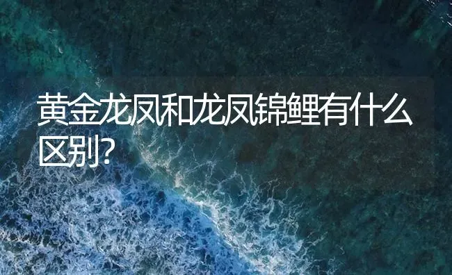 黄金龙凤和龙凤锦鲤有什么区别？ | 鱼类宠物饲养