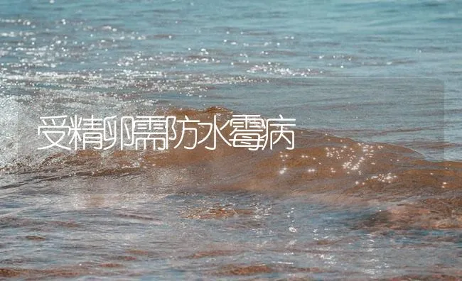 受精卵需防水霉病 | 海水养殖技术