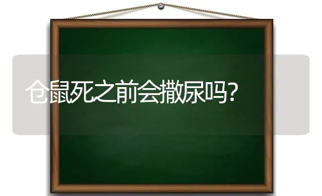 仓鼠死之前会撒尿吗？ | 动物养殖问答