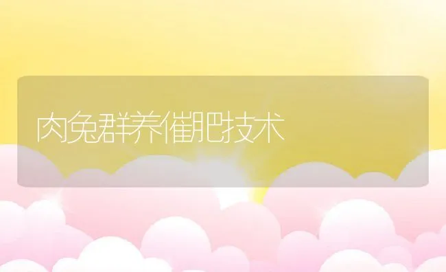 肉兔群养催肥技术 | 动物养殖学堂