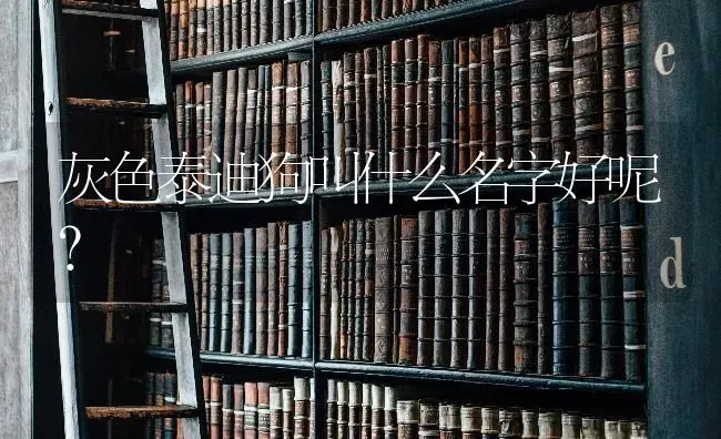 灰色泰迪狗叫什么名字好呢？ | 动物养殖问答