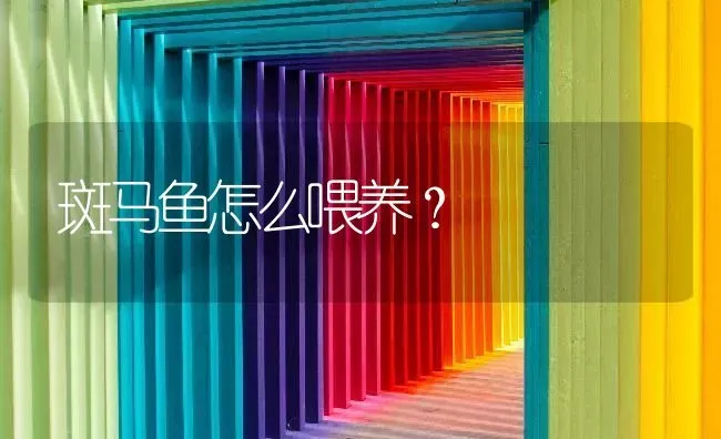 斑马鱼怎么喂养？ | 鱼类宠物饲养