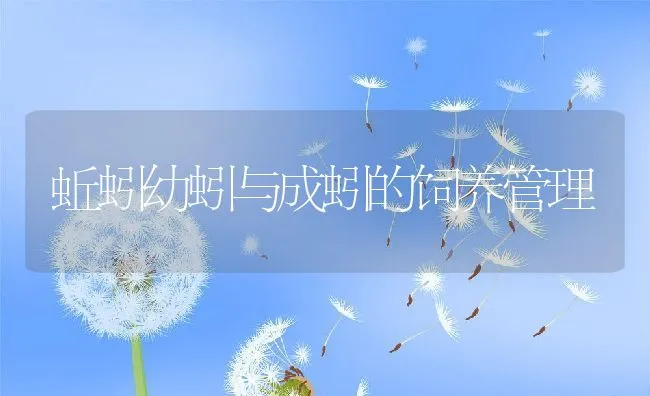 蚯蚓幼蚓与成蚓的饲养管理 | 水产养殖知识