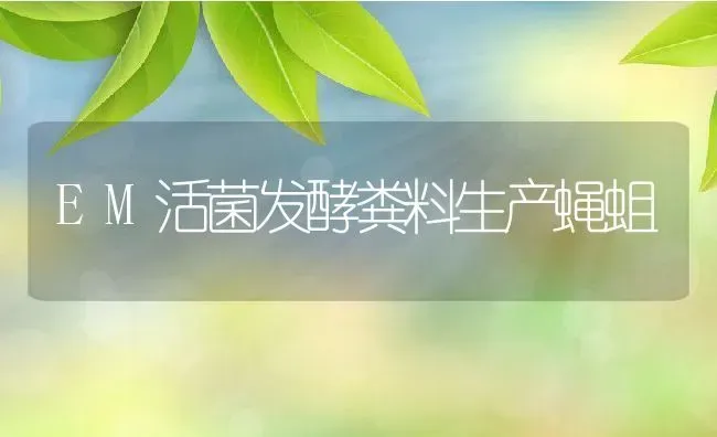 EM活菌发酵粪料生产蝇蛆 | 动物养殖百科