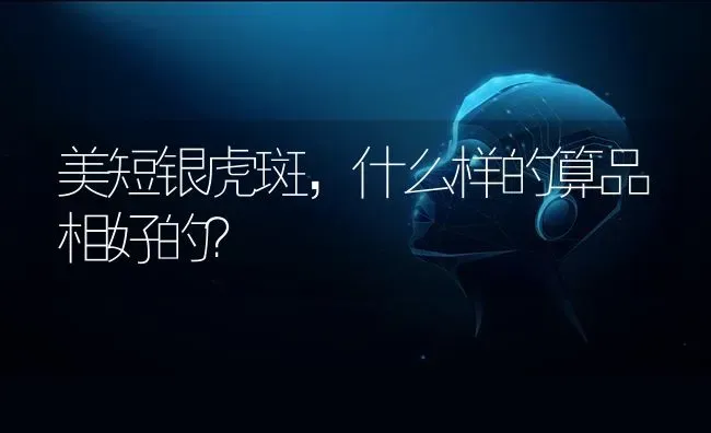 美短银虎斑，什么样的算品相好的？ | 动物养殖问答