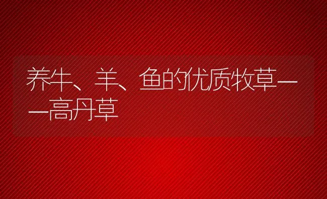 养牛、羊、鱼的优质牧草－－高丹草 | 动物养殖学堂