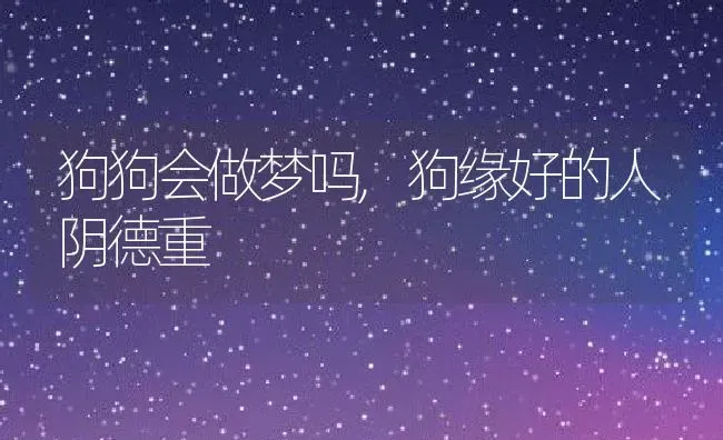 狗狗会做梦吗,狗缘好的人阴德重 | 宠物百科知识