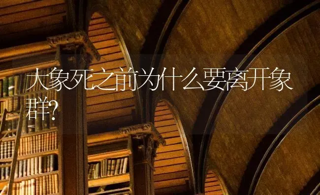 大象死之前为什么要离开象群？ | 动物养殖问答