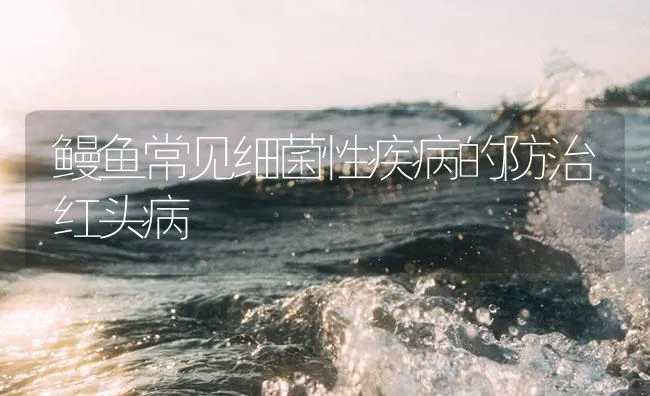 鳗鱼常见细菌性疾病的防治红头病 | 海水养殖技术