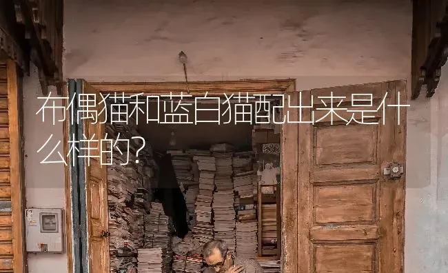 布偶猫和蓝白猫配出来是什么样的？ | 动物养殖问答