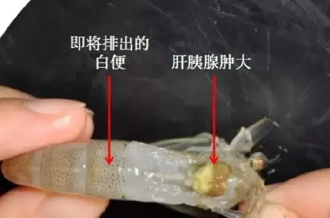 南美白对虾白便病因分析和病程的四个阶段，夏季高温需加强防范