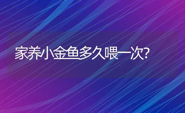 家养小金鱼多久喂一次？ | 鱼类宠物饲养