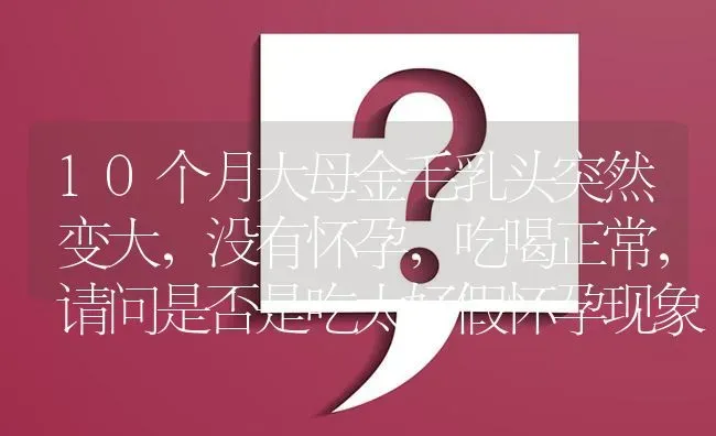 10个月大母金毛乳头突然变大，没有怀孕，吃喝正常，请问是否是吃太好假怀孕现象?是否会影响日后生小狗？ | 动物养殖问答