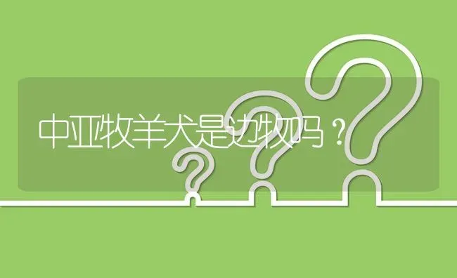 中亚牧羊犬是边牧吗？ | 动物养殖问答