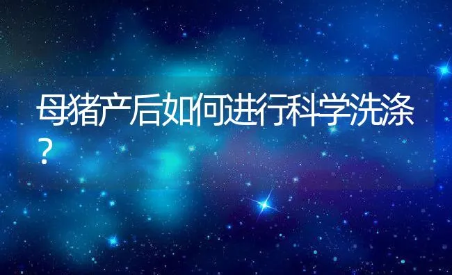 母猪产后如何进行科学洗涤？ | 动物养殖学堂