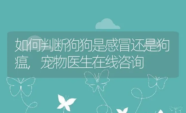 如何判断狗狗是感冒还是狗瘟,宠物医生在线咨询 | 宠物百科知识