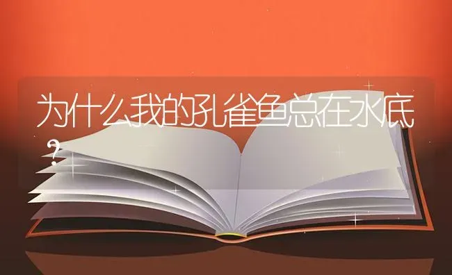 为什么我的孔雀鱼总在水底？ | 鱼类宠物饲养