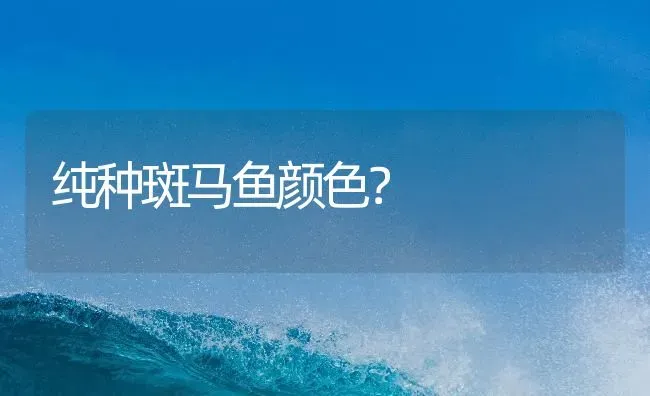 纯种斑马鱼颜色？ | 鱼类宠物饲养