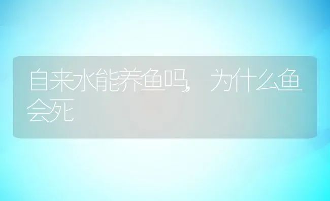 自来水能养鱼吗,为什么鱼会死 | 宠物百科知识