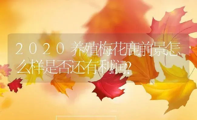 2020养殖梅花鹿前景怎么样是否还有利润？ | 动物养殖百科