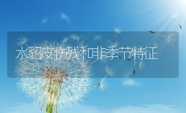 水貂皮伤残和非季节特征 | 水产养殖知识