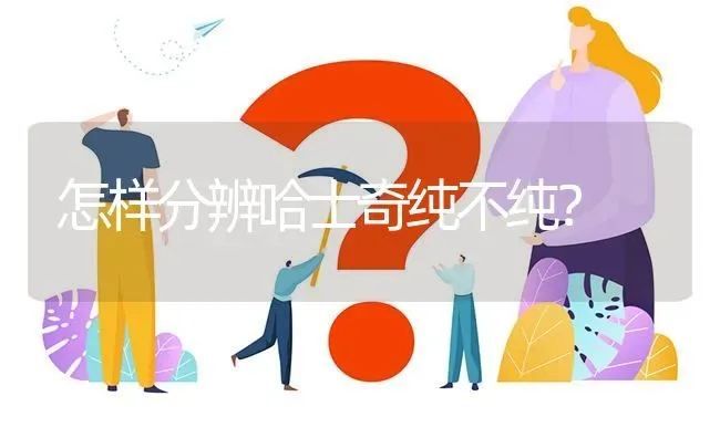 怎样分辨哈士奇纯不纯？ | 动物养殖问答