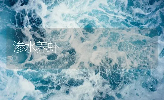 渗水养虾 | 海水养殖技术