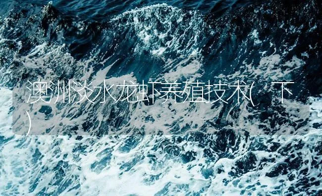 澳洲淡水龙虾养殖技术(下) | 海水养殖技术