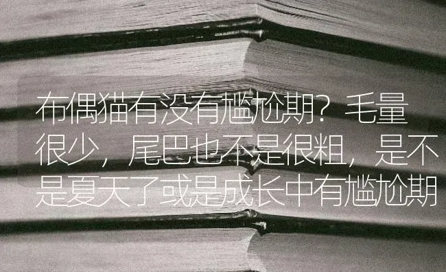 布偶猫有没有尴尬期？毛量很少，尾巴也不是很粗，是不是夏天了或是成长中有尴尬期？ | 动物养殖问答