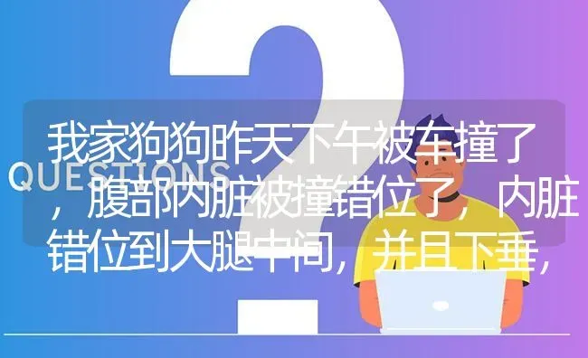 我家狗狗昨天下午被车撞了，腹部内脏被撞错位了，内脏错位到大腿中间，并且下垂，大小便颜色正常，不吃？ | 动物养殖问答