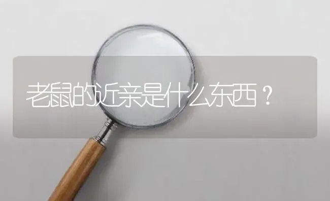 老鼠的近亲是什么东西？ | 鱼类宠物饲养