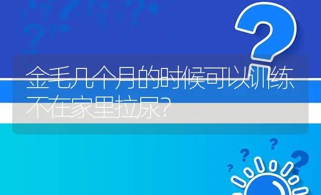 金毛几个月的时候可以训练不在家里拉尿？ | 动物养殖问答