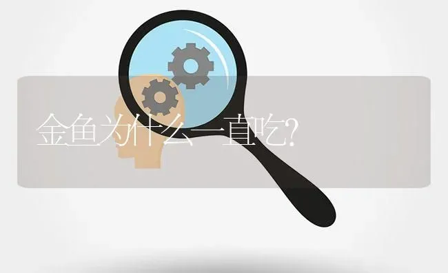 金鱼为什么一直吃？ | 鱼类宠物饲养