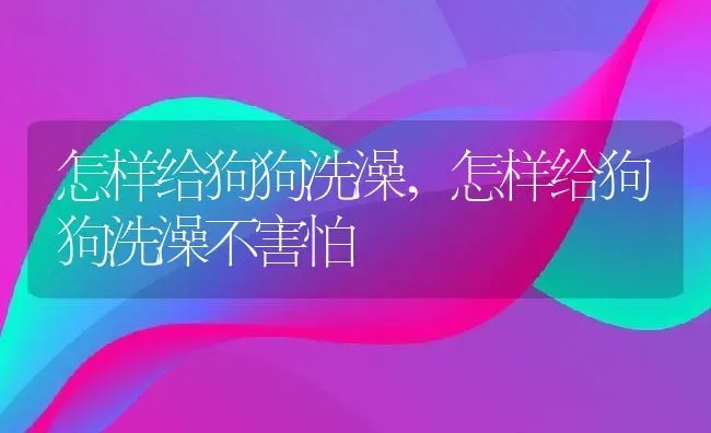 怎样给狗狗洗澡,怎样给狗狗洗澡不害怕 | 宠物百科知识