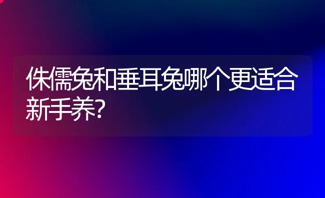 侏儒兔和垂耳兔哪个更适合新手养？ | 动物养殖问答