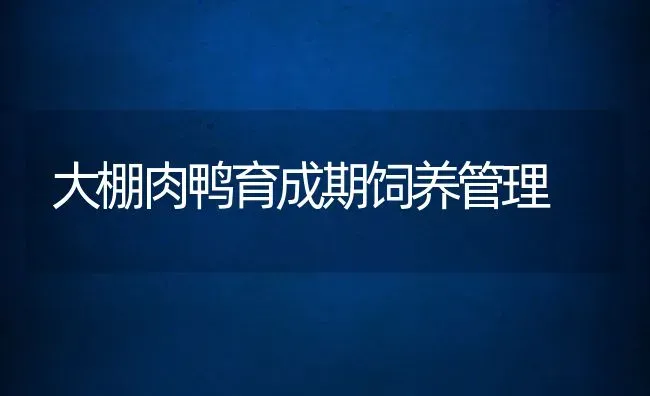 大棚肉鸭育成期饲养管理 | 动物养殖教程