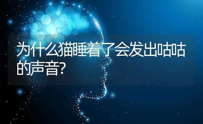 为什么猫睡着了会发出咕咕的声音？ | 动物养殖问答