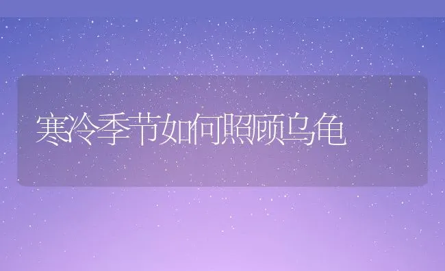 寒冷季节如何照顾乌龟 | 动物养殖学堂