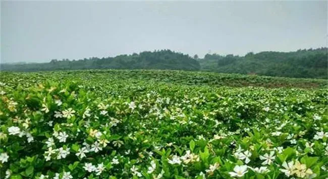 栀子花换盆的方法及注意事项