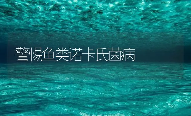 警惕鱼类诺卡氏菌病 | 海水养殖技术