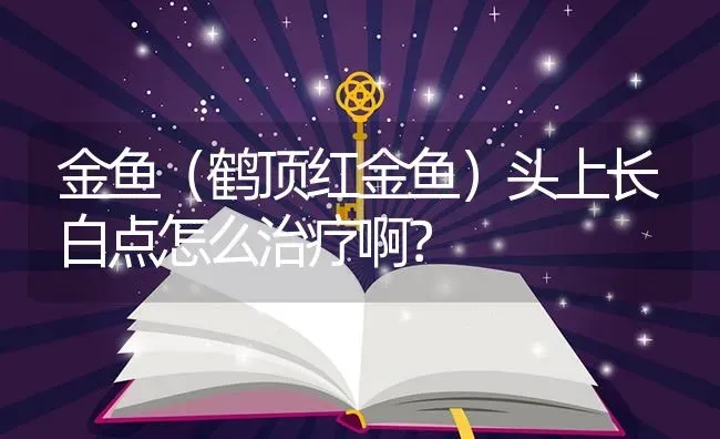 金鱼（鹤顶红金鱼）头上长白点怎么治疗啊？ | 鱼类宠物饲养