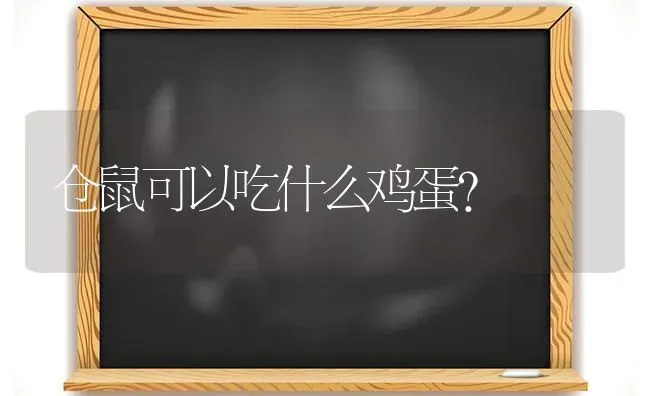 仓鼠可以吃什么鸡蛋？ | 动物养殖问答