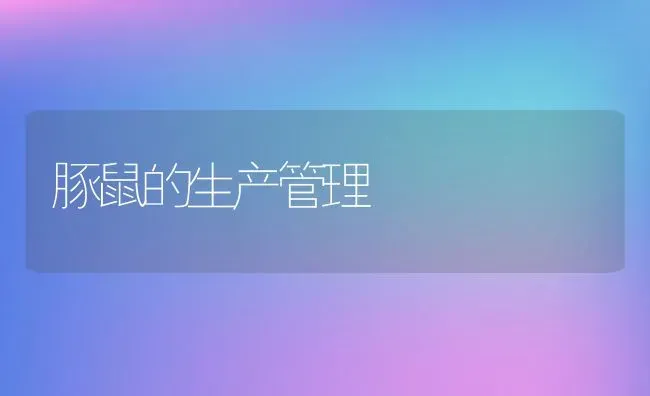 豚鼠的生产管理 | 动物养殖教程