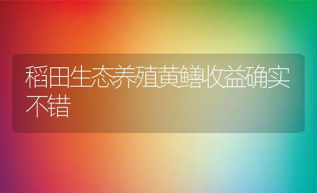 稻田生态养殖黄鳝收益确实不错 | 水产养殖知识