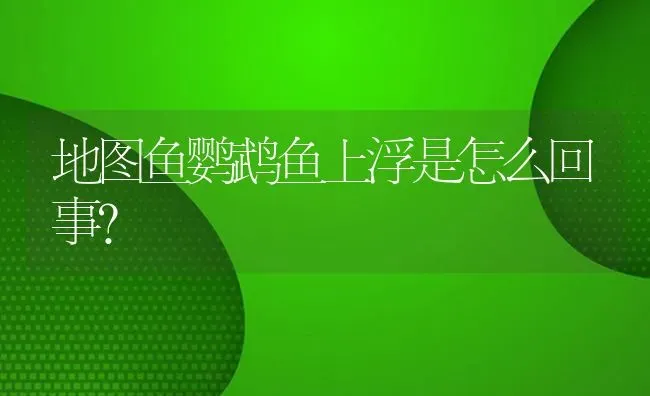 地图鱼鹦鹉鱼上浮是怎么回事？ | 鱼类宠物饲养