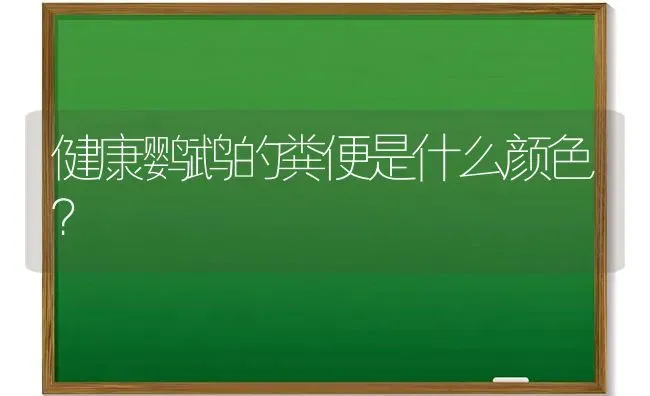 健康鹦鹉的粪便是什么颜色？ | 动物养殖问答