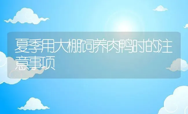 夏季用大棚饲养肉鸭时的注意事项 | 动物养殖教程