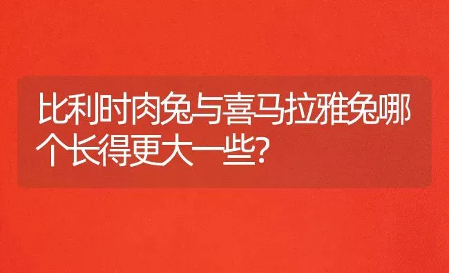 比利时肉兔与喜马拉雅兔哪个长得更大一些？ | 动物养殖问答