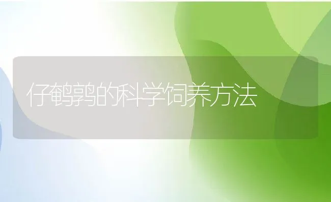 仔鹌鹑的科学饲养方法 | 动物养殖饲料