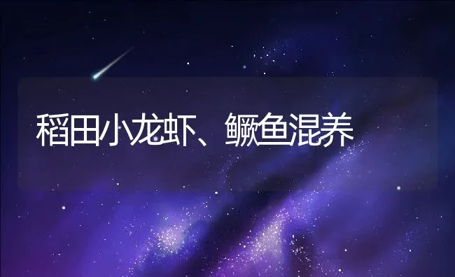 稻田小龙虾、鳜鱼混养 | 动物养殖饲料